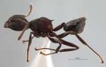 Crematogaster vacca Forel, 1911 lateral