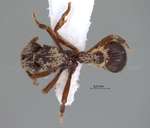 Dacetinops cirrosus Taylor, 1985 dorsal