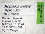 Dacetinops cirrosus Taylor, 1985 Label