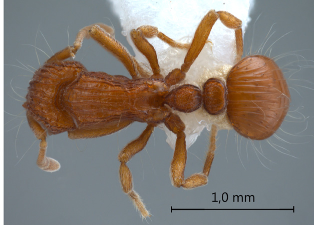 Dacetinops wilsoni Taylor, 1985 dorsal