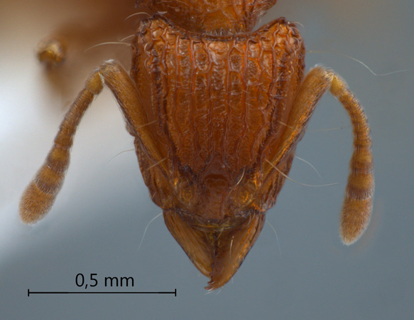 Dacetinops wilsoni Taylor, 1985 frontal