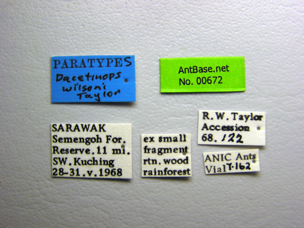 Dacetinops wilsoni Taylor, 1985 Label