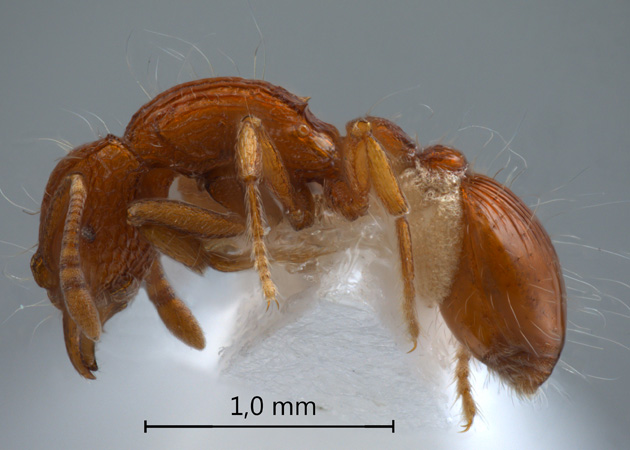 Dacetinops wilsoni Taylor, 1985 lateral