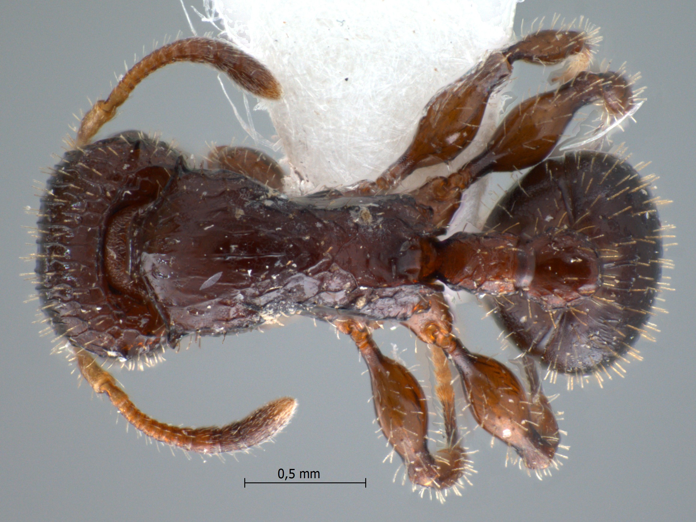 Dilobocondyla sp 1 dorsal