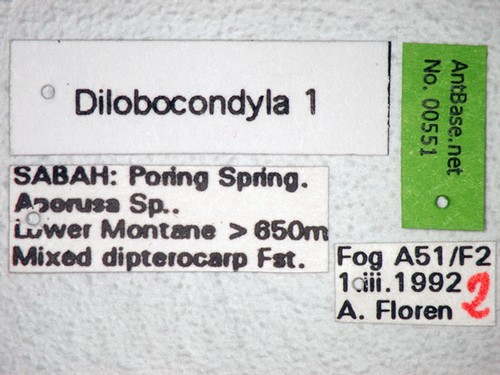 Dilobocondyla sp 1 Label