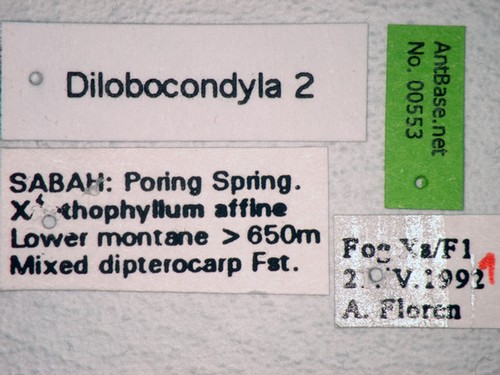 Dilobocondyla sp 2 Label