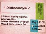 Dilobocondyla sp 2 Label