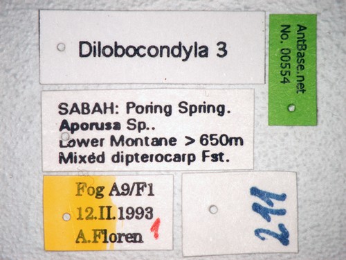 Dilobocondyla sp 3 Label