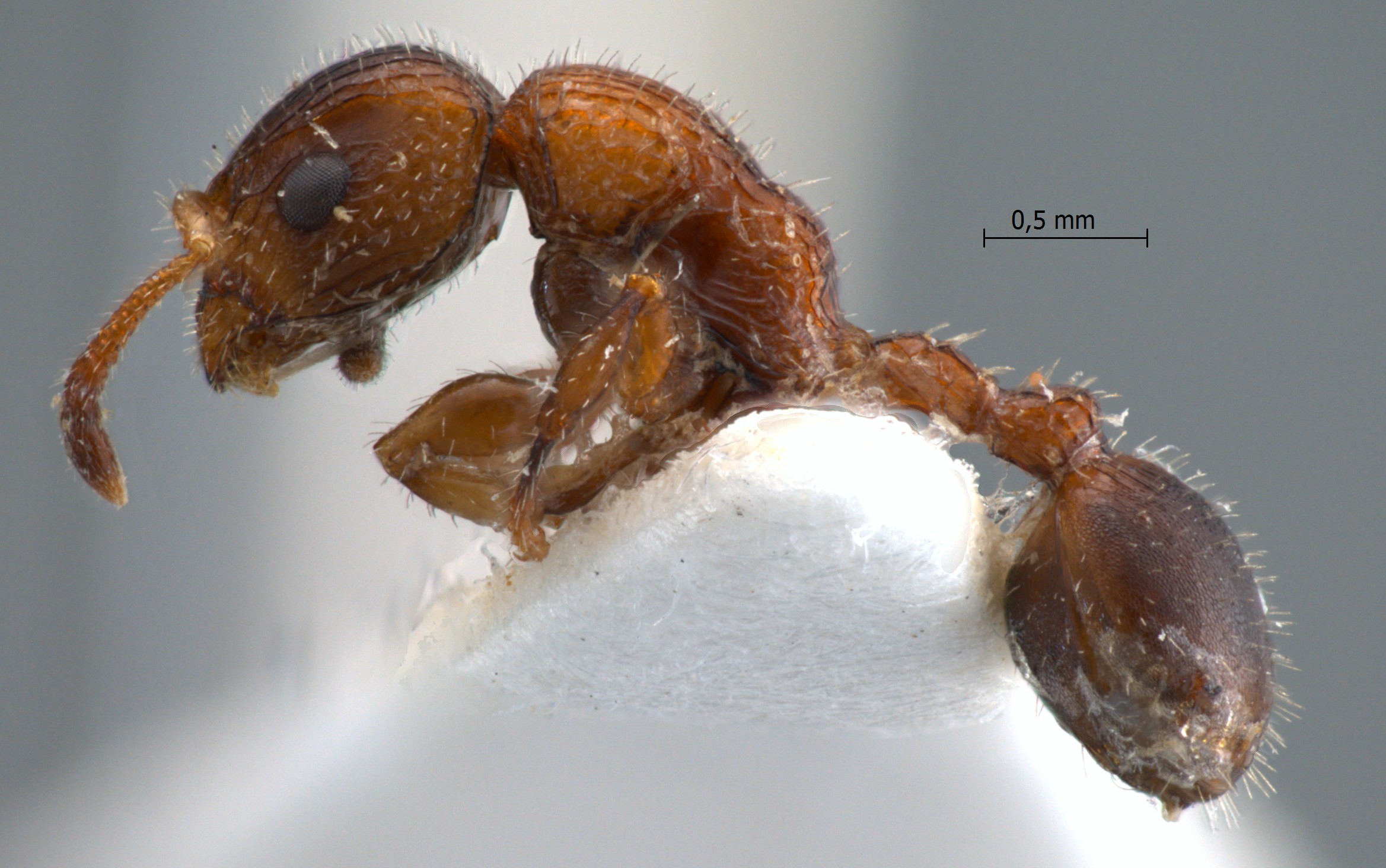 Dilobocondyla sp 3 lateral