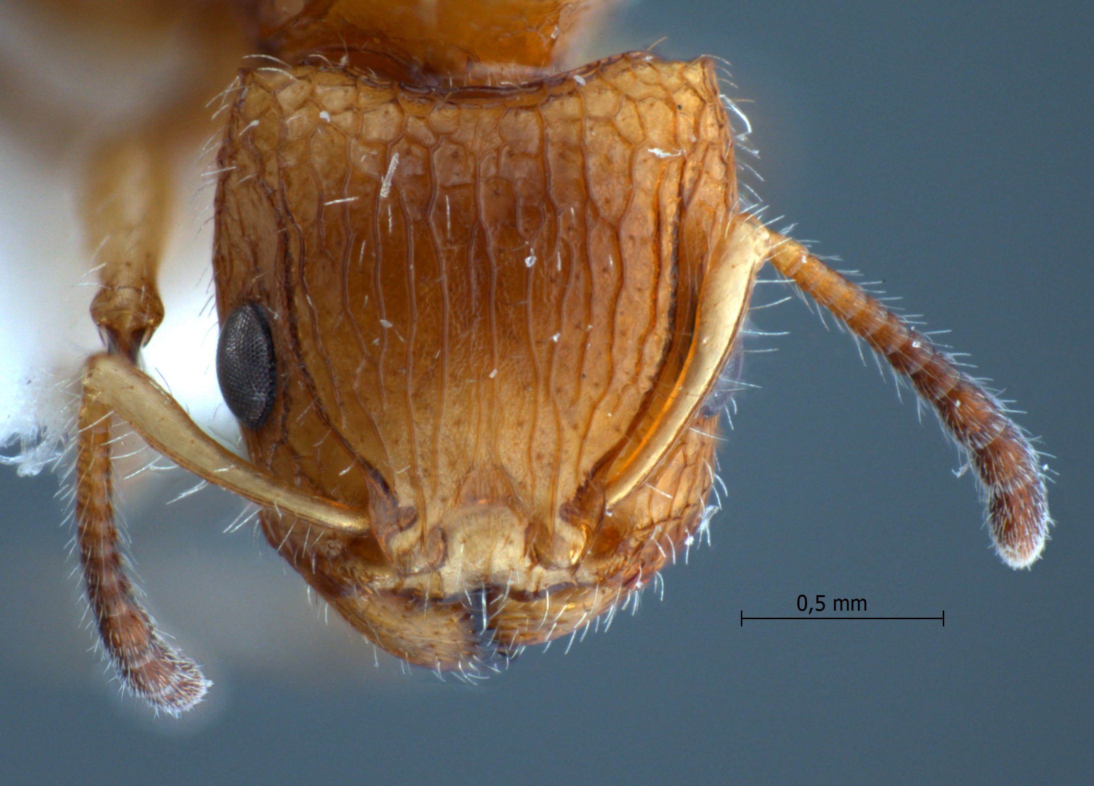 Dilobocondyla sp 4 frontal