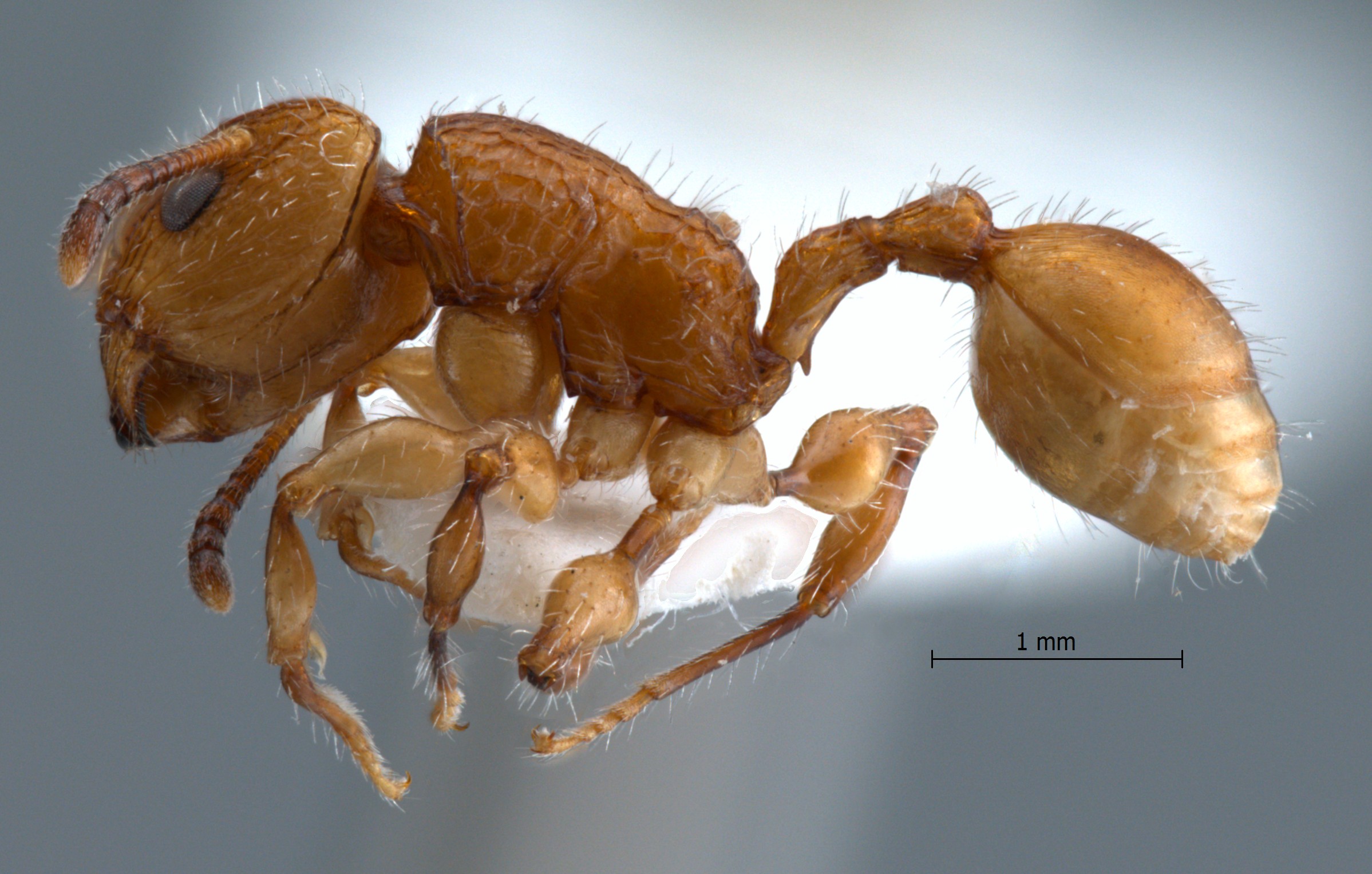 Dilobocondyla sp 4 lateral