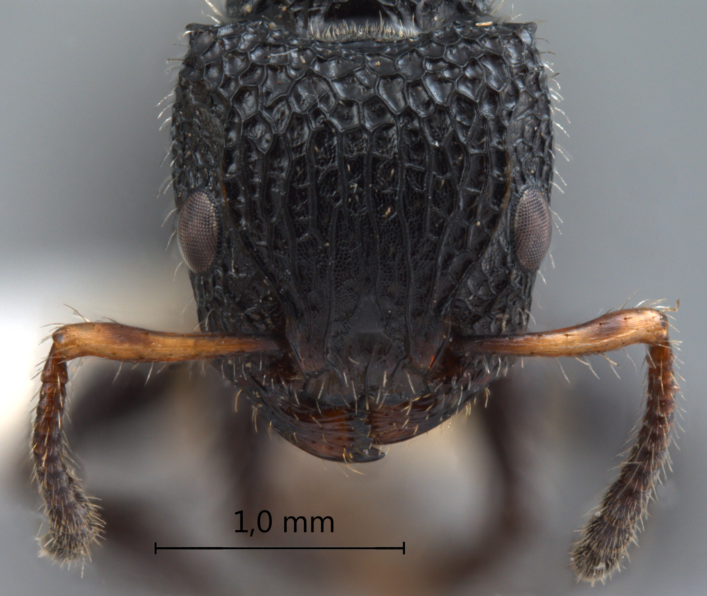 Dilobocondyla borneensis Wheeler, 1916 frontal