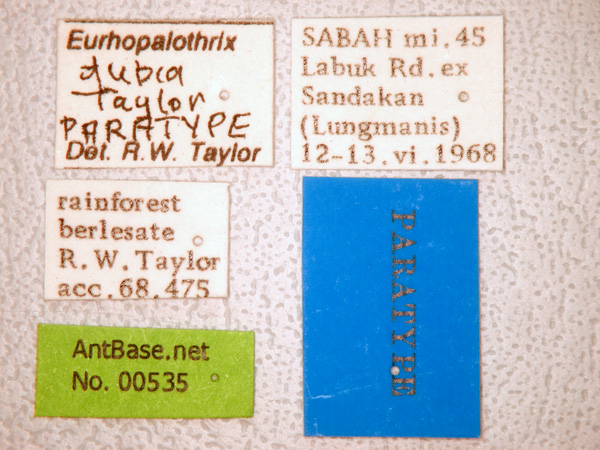Eurhopalothrix dubia Taylor, 1990 Label