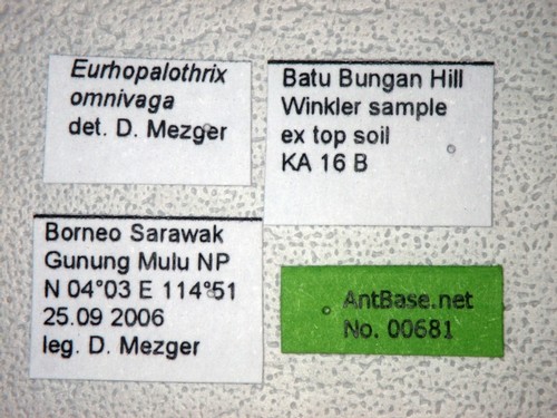 Eurhopalothrix omnivaga Taylor, 1990 Label
