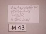 Eurhopalothrix platisquama Taylor,1990 Label