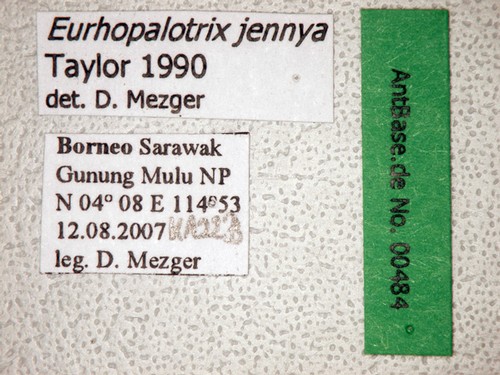 Eurhopalothrix jennya Taylor, 1990 Label