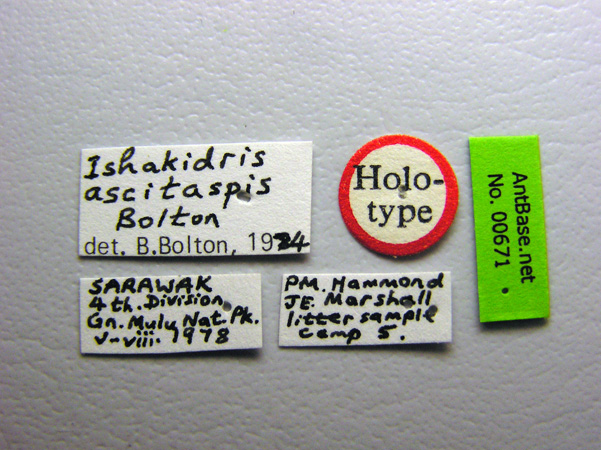 Ishakidris ascitaspis Bolton, 1984 Label