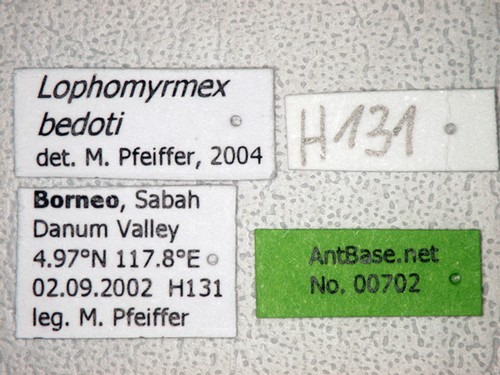 Lophomyrmex bedoti Emery,1893 Label