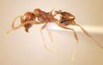 Lophomyrmex longicornis Rigato,1994 lateral