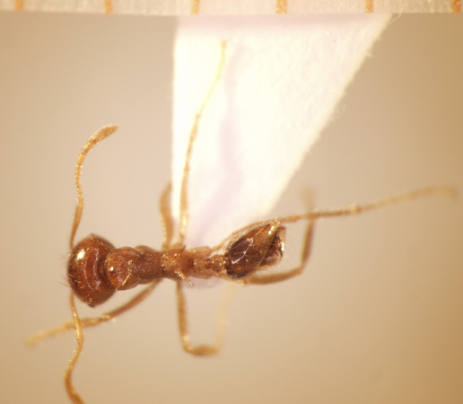 Lophomyrmex longicornis Rigato,1994 dorsal