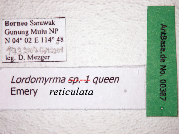 Lordomyrma reticulata Lucky & Sarnat, 2008 Label