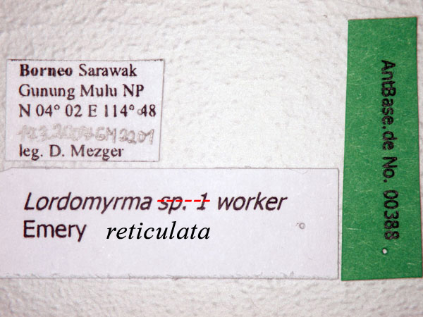 Lordomyrma reticulata Lucky & Sarnat, 2008 Label