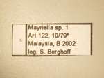 Mayriella 1 Label