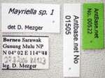 Mayriella 1 Label