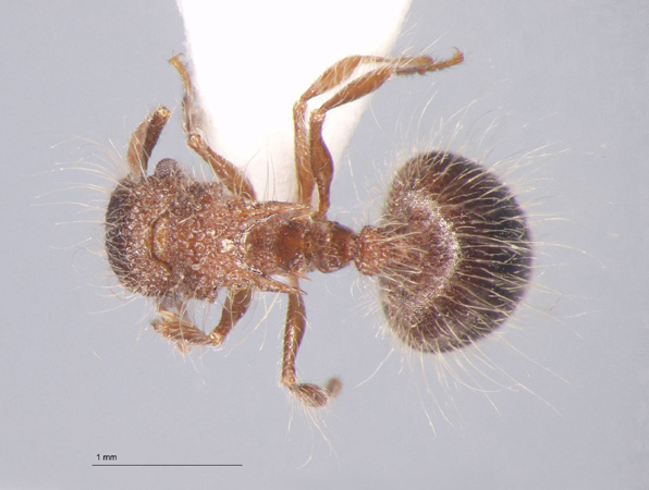 Meranoplus bicolor Guérin-Méneville, 1844 dorsal