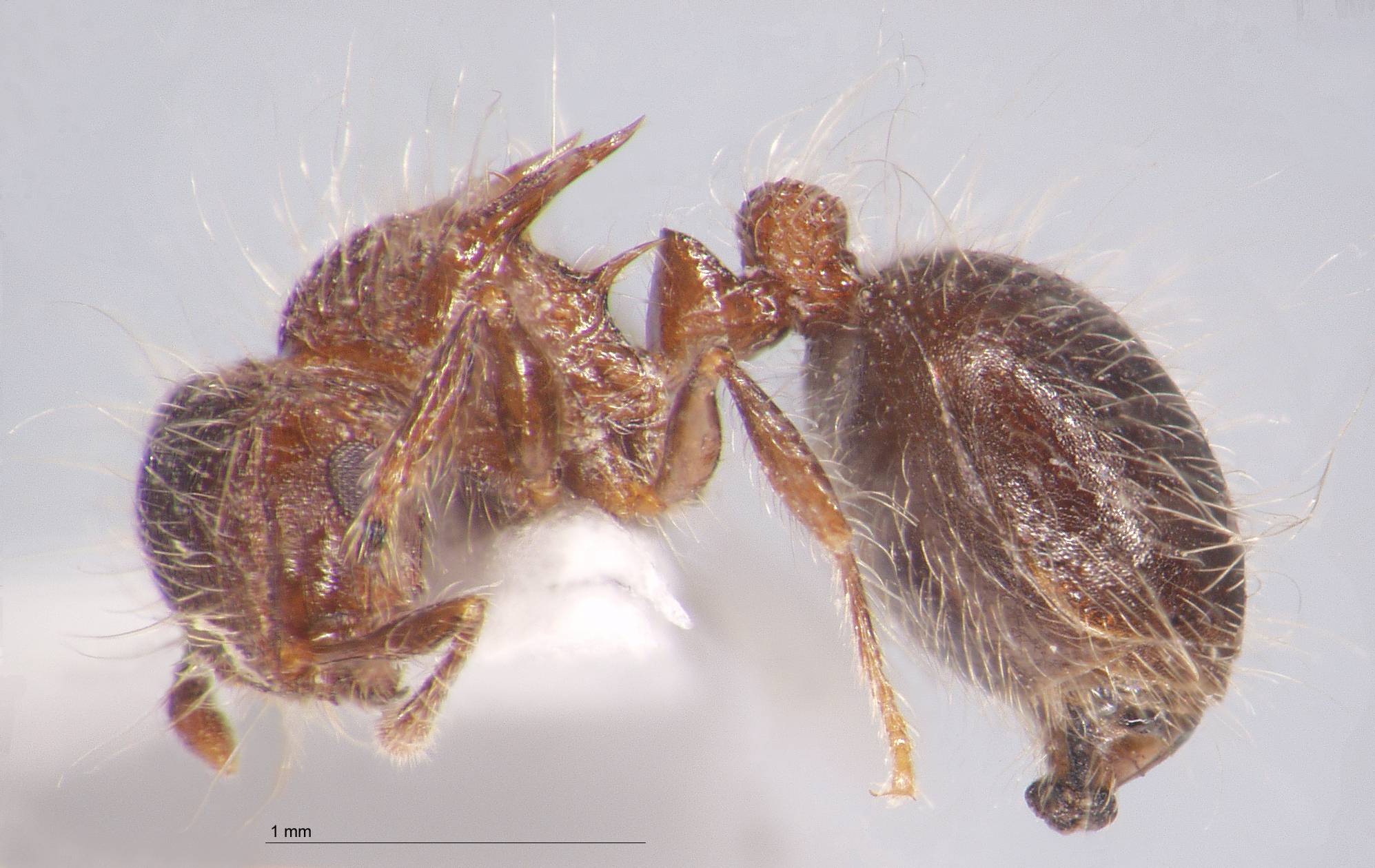 Meranoplus bicolor Guérin-Méneville, 1844 lateral