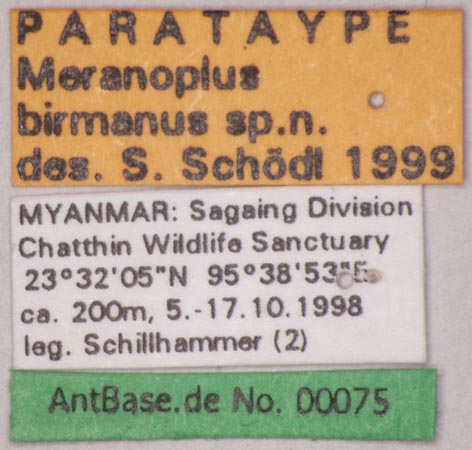 Meranoplus birmanus Schoedl, 1999 Label