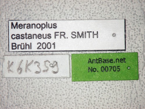 Meranoplus castaneus Smith, 1857 Label