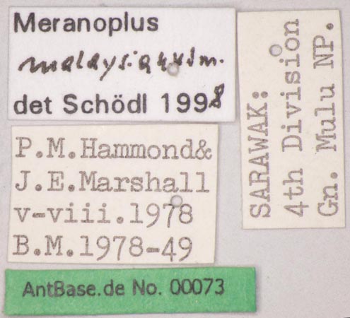 Meranoplus malaysianus Schoedl, 1998 Label