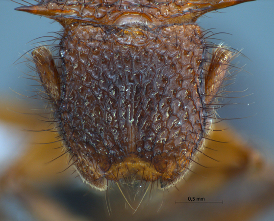Meranoplus mucronatus Smith, 1857 frontal