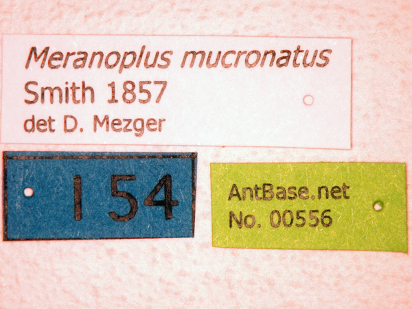 Meranoplus mucronatus Smith, 1857 Label