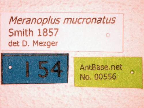 Meranoplus mucronatus Smith, 1857 Label