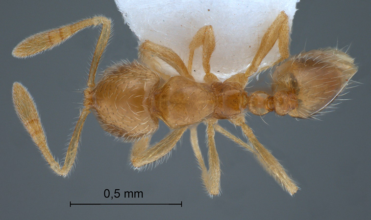 Monomorium australicum Forel, 1907 dorsal