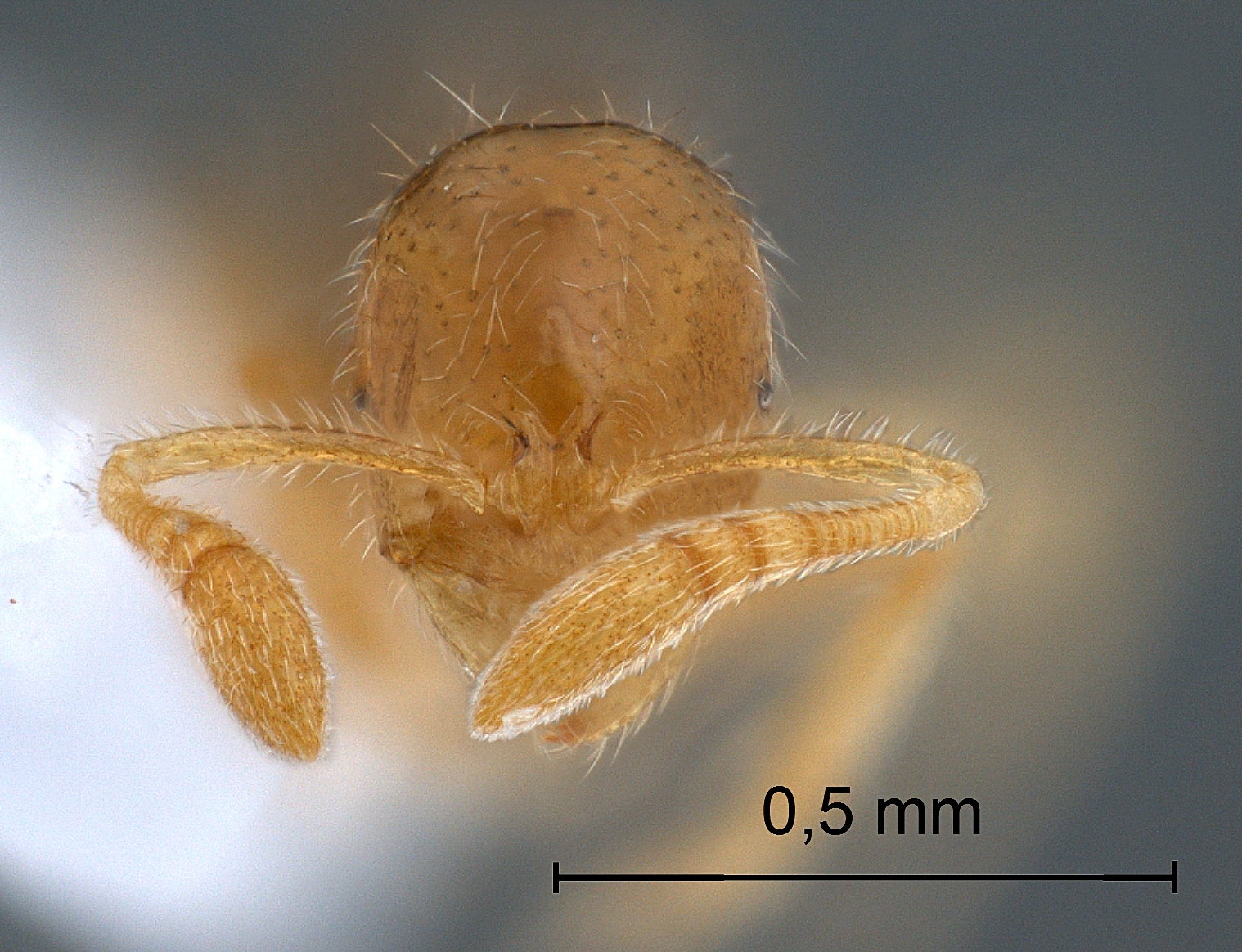 Monomorium australicum Forel, 1907 frontal