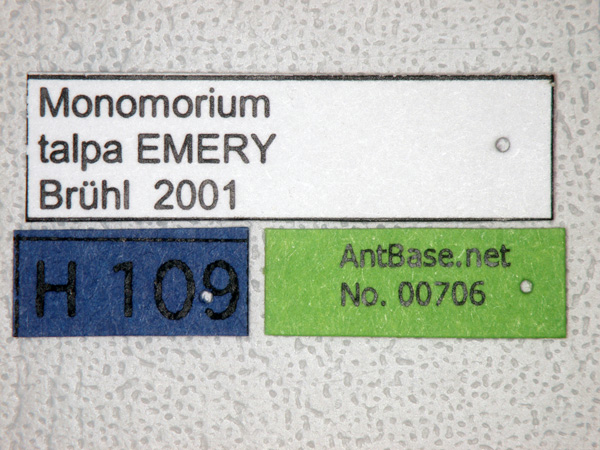Monomorium australicum Forel, 1907 Label