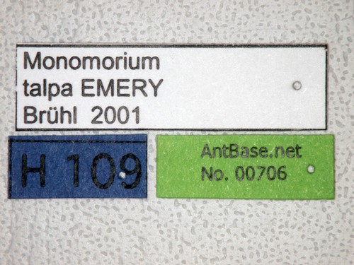 Monomorium australicum Forel, 1907 Label