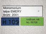 Monomorium australicum Forel, 1907 Label