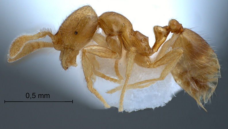 Monomorium australicum Forel, 1907 lateral