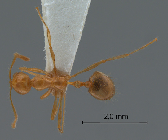 Monomorium brocha Bolton, 1987 dorsal