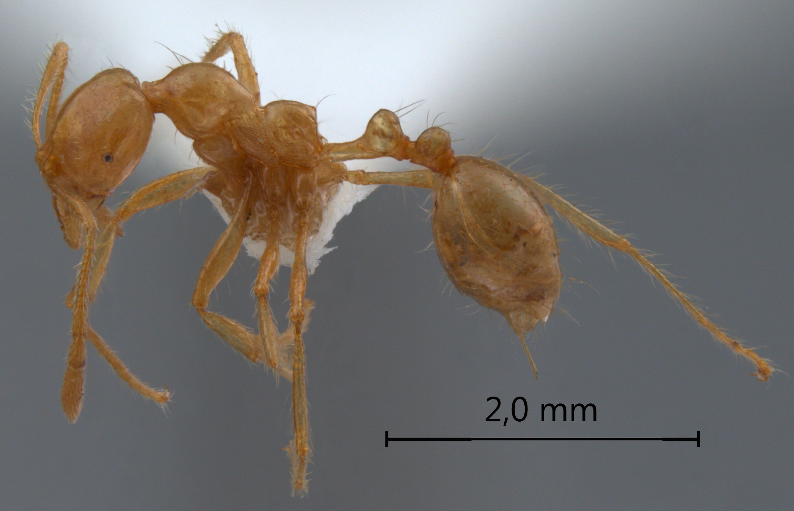 Monomorium brocha Bolton, 1987 lateral