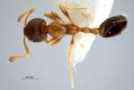 Monomorium floricola Jerdon,1851 dorsal