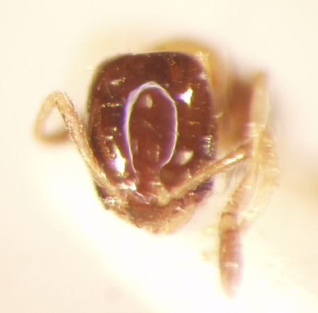 Monomorium floricola Jerdon,1851 frontal