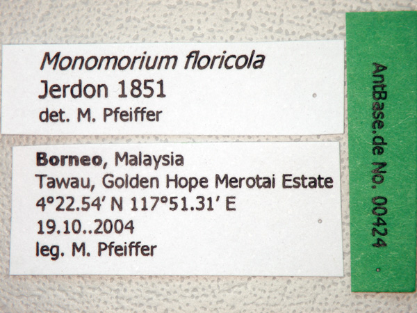 Monomorium floricola Jerdon,1851 Label