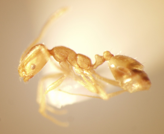 Monomorium pharaonis Linnaeus,1758 lateral