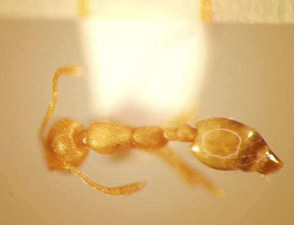 Monomorium pharaonis Linnaeus,1758 dorsal