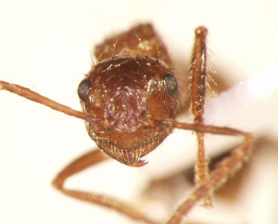 Myrmicaria carinata Smith,1857 frontal